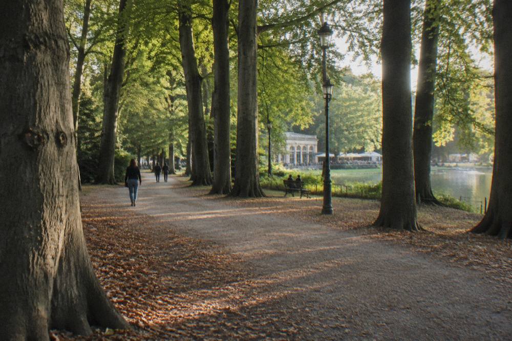 Wide gravel path curving through tall trees in a city park