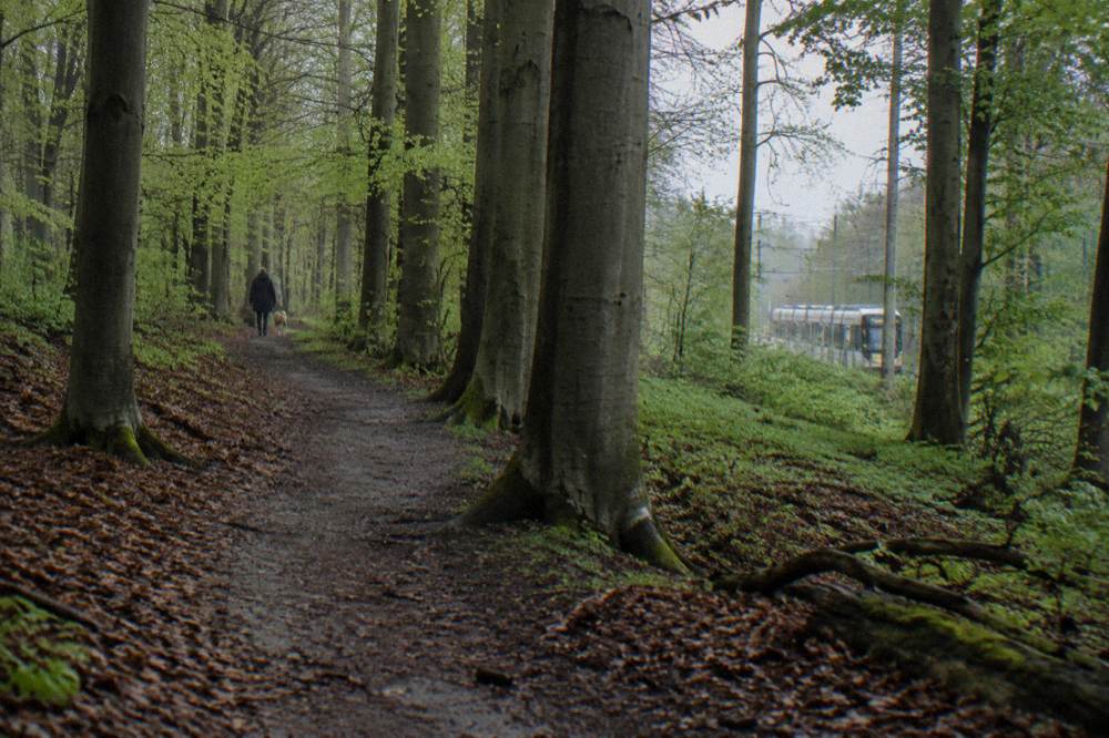 Dense beech forest with a narrow dirt trail between tall trunks